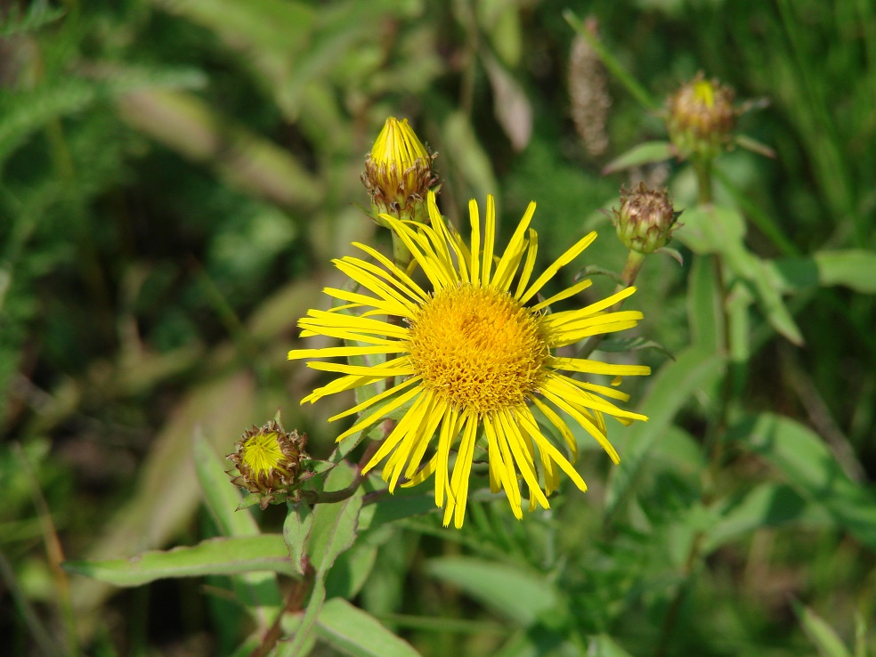 Image of Inula salicina specimen.