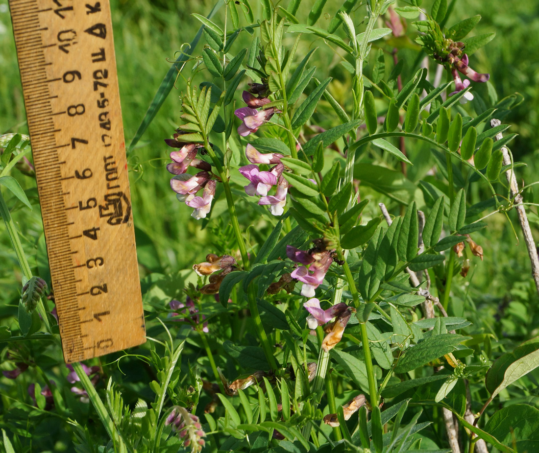 Image of Vicia sepium specimen.