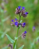 Anchusa leptophylla. Верхушка побега с соцветием. Крым, Бахчисарайский р-н, Качинский каньон, берег р. Кача, луг. 09.06.2016.