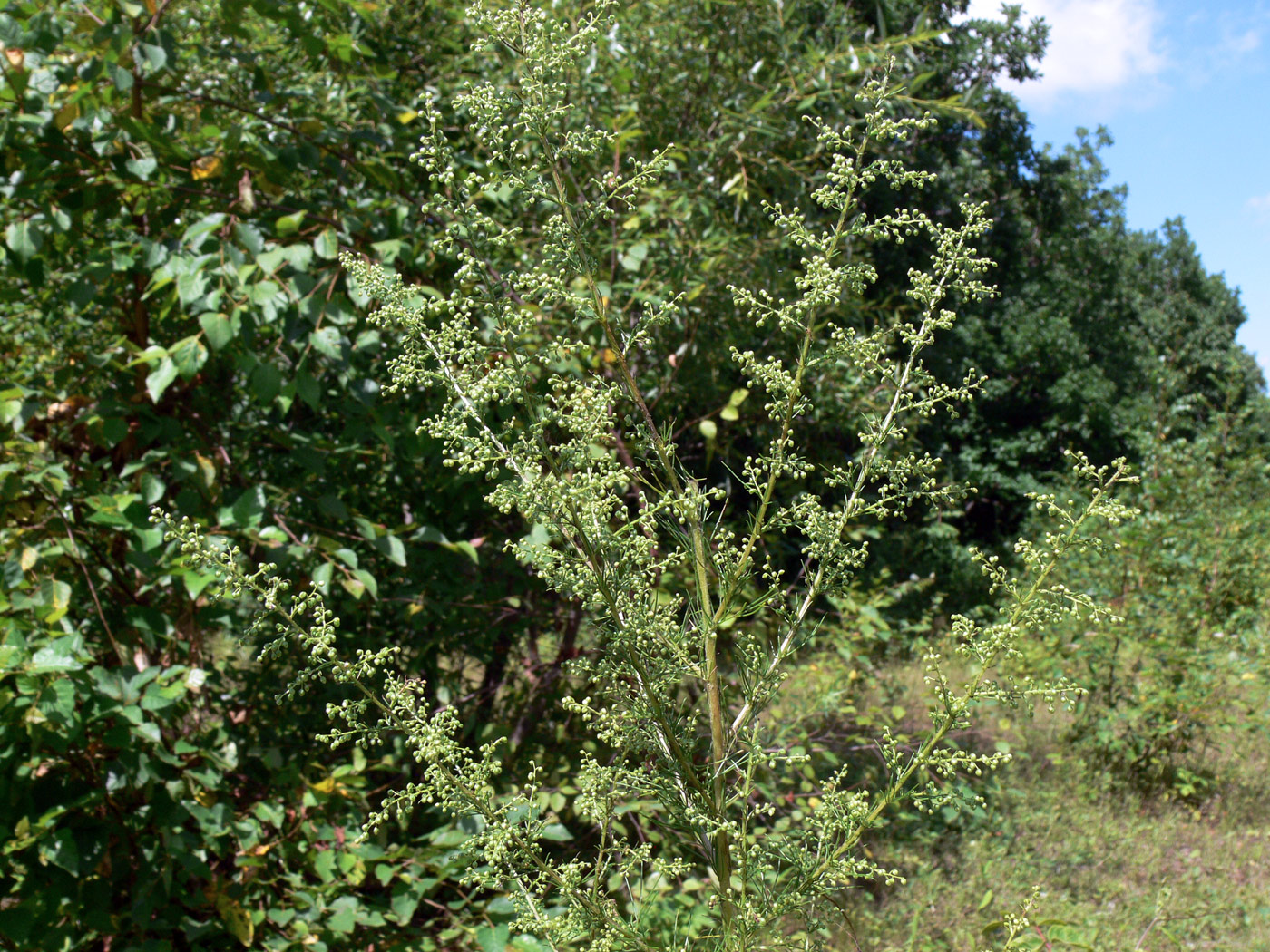 Image of Artemisia scoparia specimen.