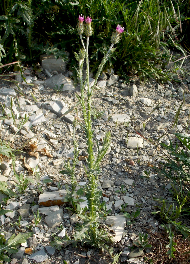 Image of Carduus cinereus specimen.