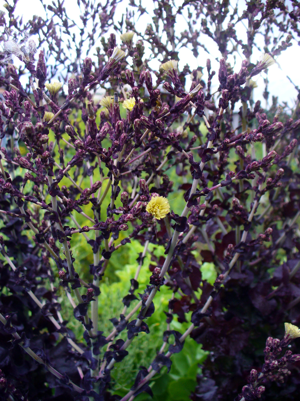 Image of Lactuca sativa specimen.