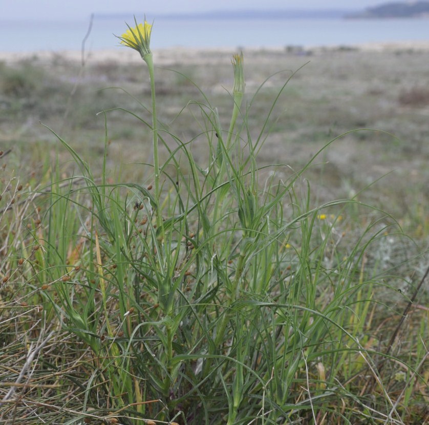 Изображение особи Tragopogon tommasinii.