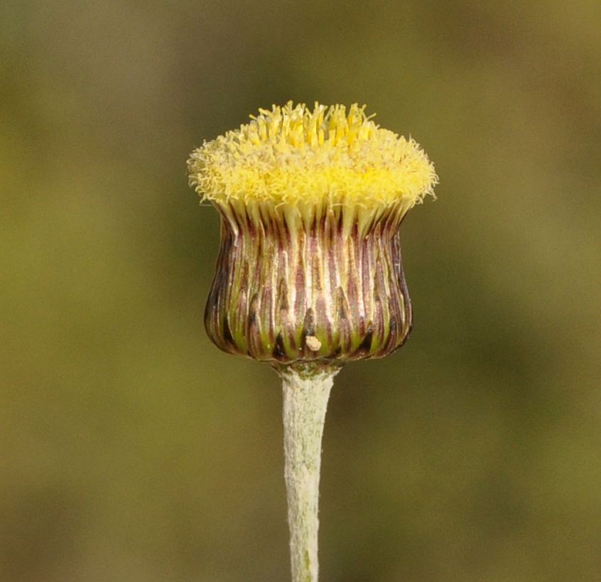 Image of Phagnalon rupestre specimen.