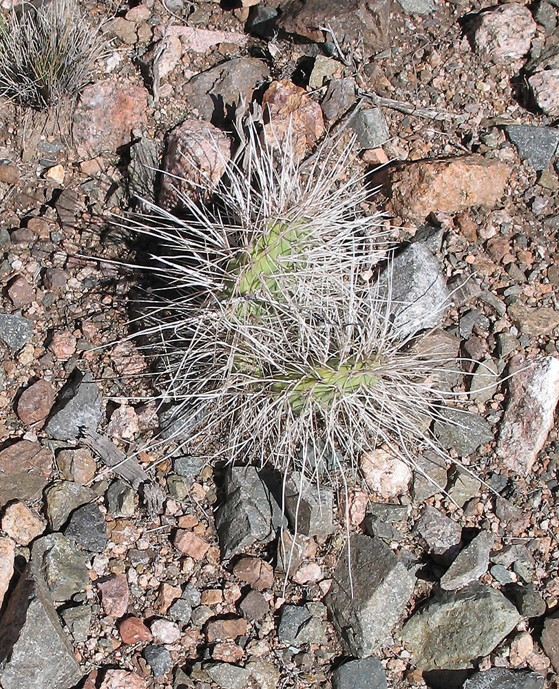 Image of Opuntia sulphurea specimen.