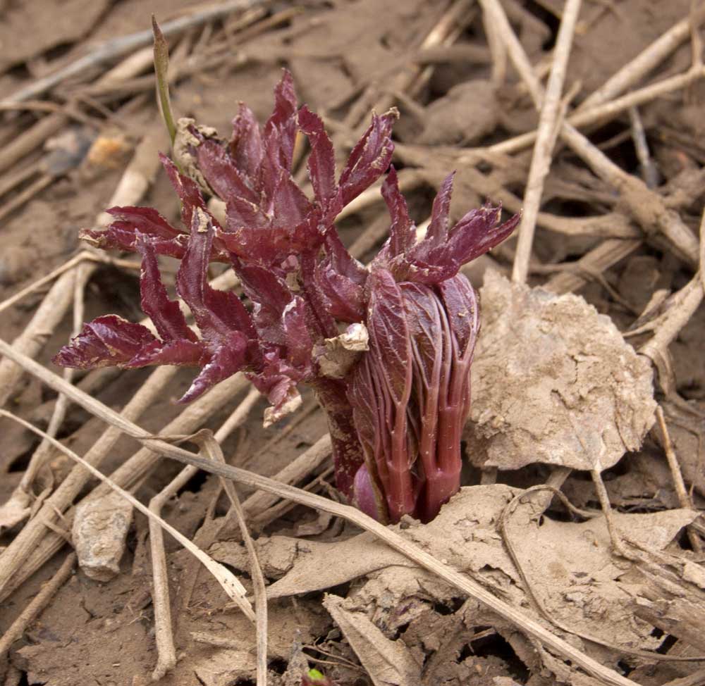 Image of Archangelica decurrens specimen.