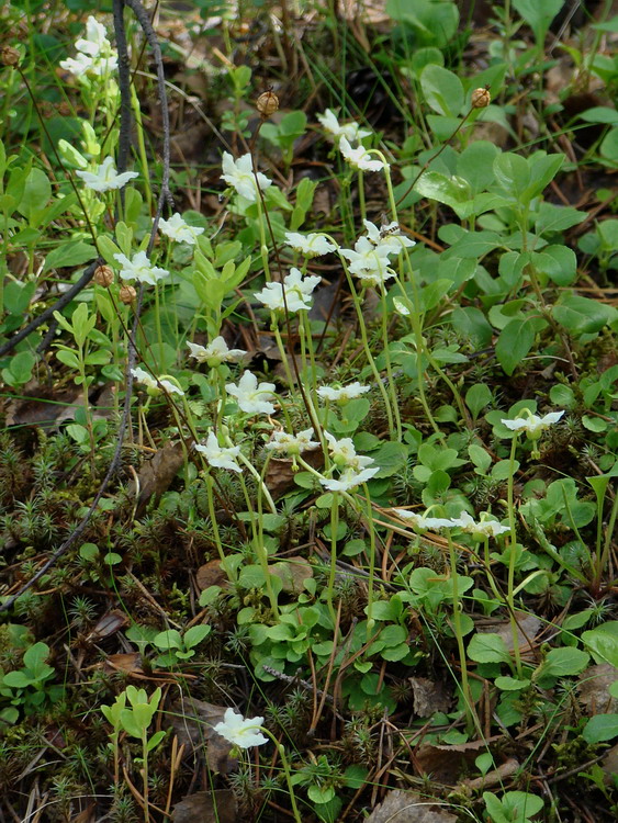 Image of Moneses uniflora specimen.