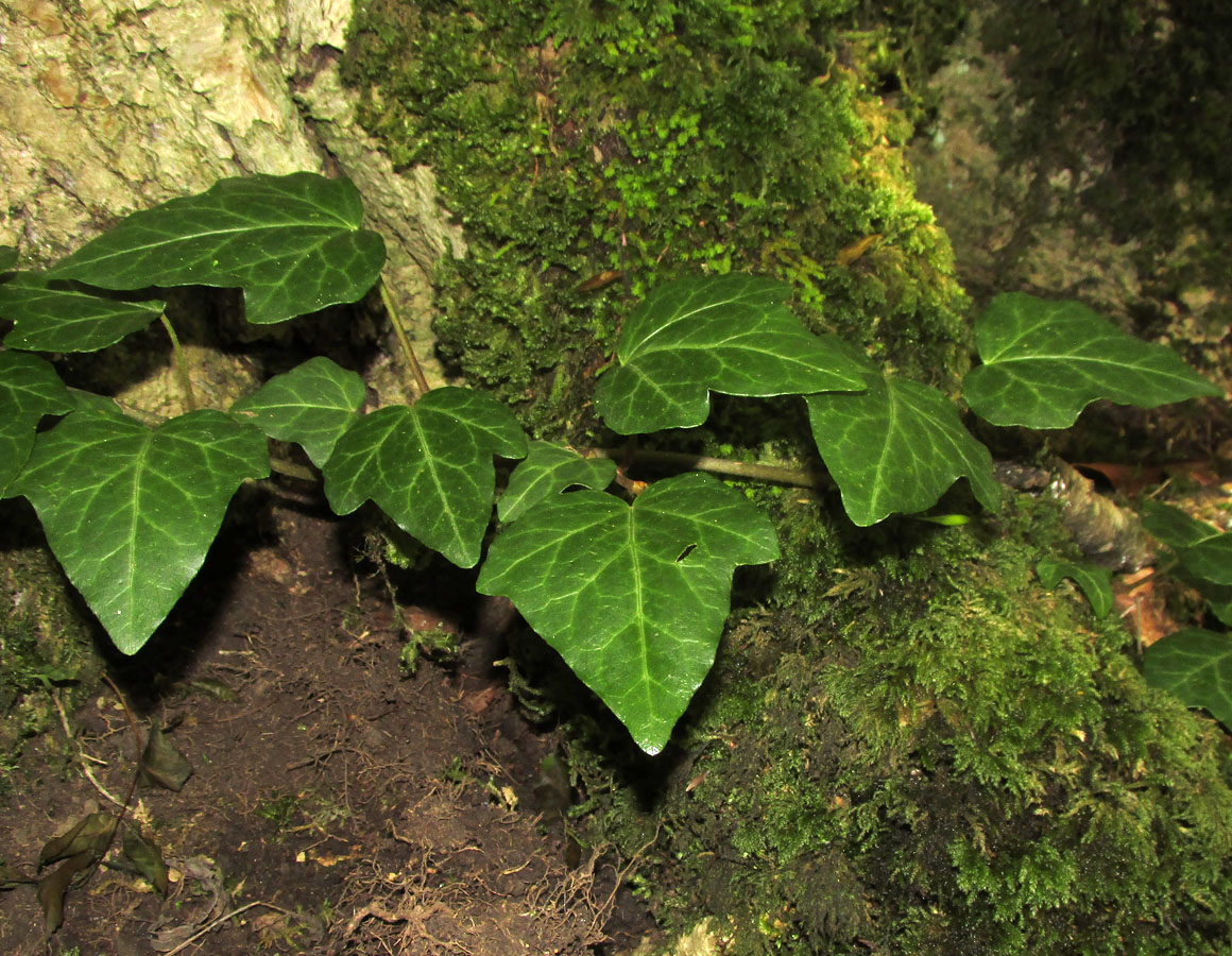 Image of Hedera colchica specimen.