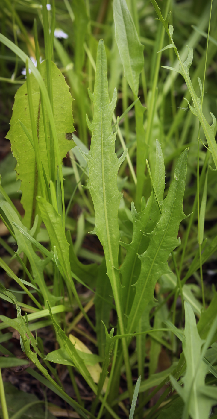 Image of Scorzoneroides autumnalis specimen.