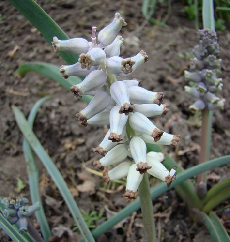 Image of Muscari muscarimi specimen.