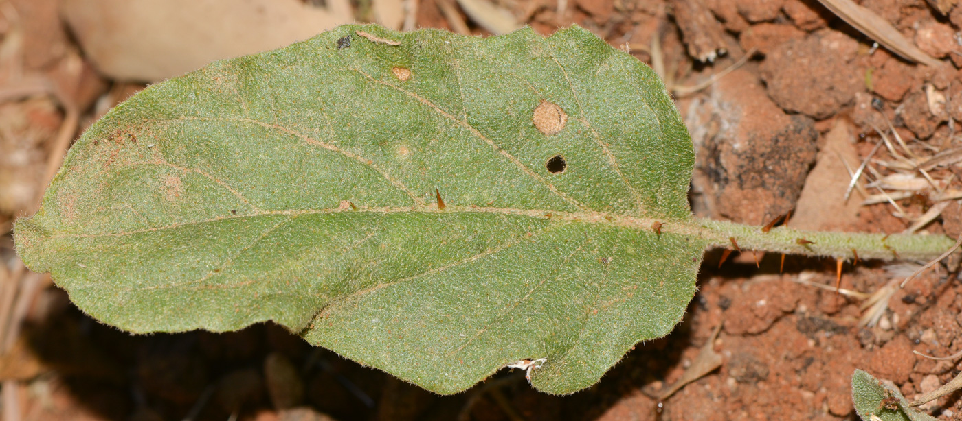 Image of Solanum elaeagnifolium specimen.