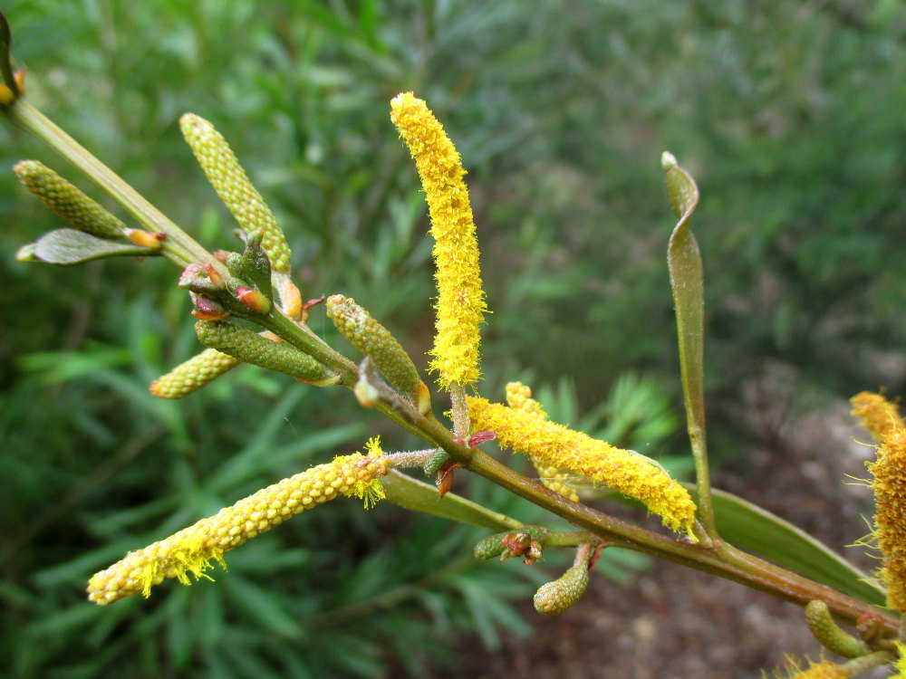 Изображение особи Acacia meiosperma.