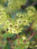 Alchemilla retinervis