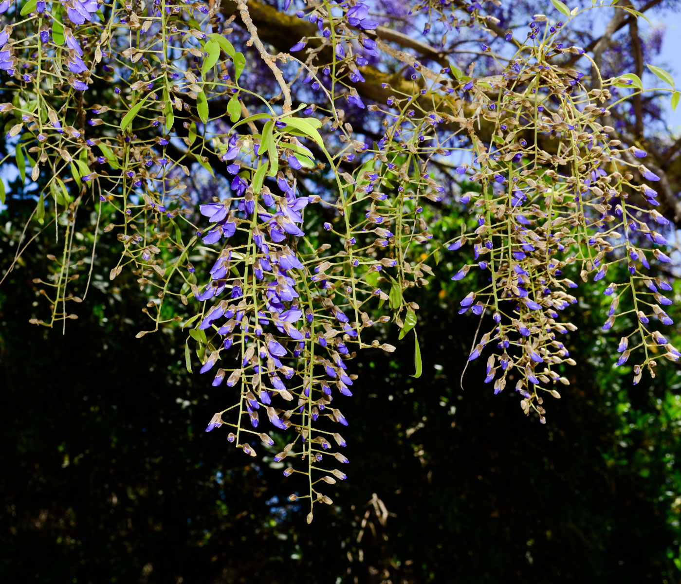 Изображение особи Bolusanthus speciosus.