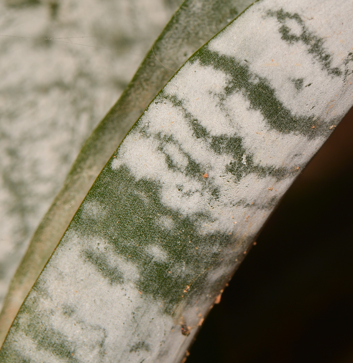 Image of Aechmea fasciata specimen.