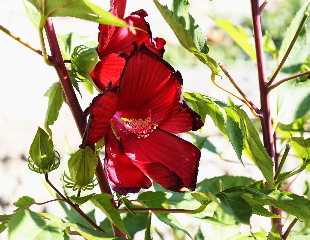 Image of Hibiscus &times; hybridus specimen.