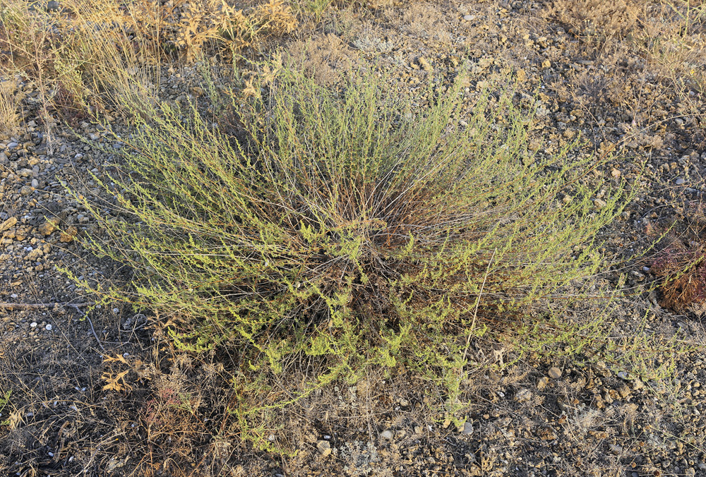 Image of Artemisia arenaria specimen.