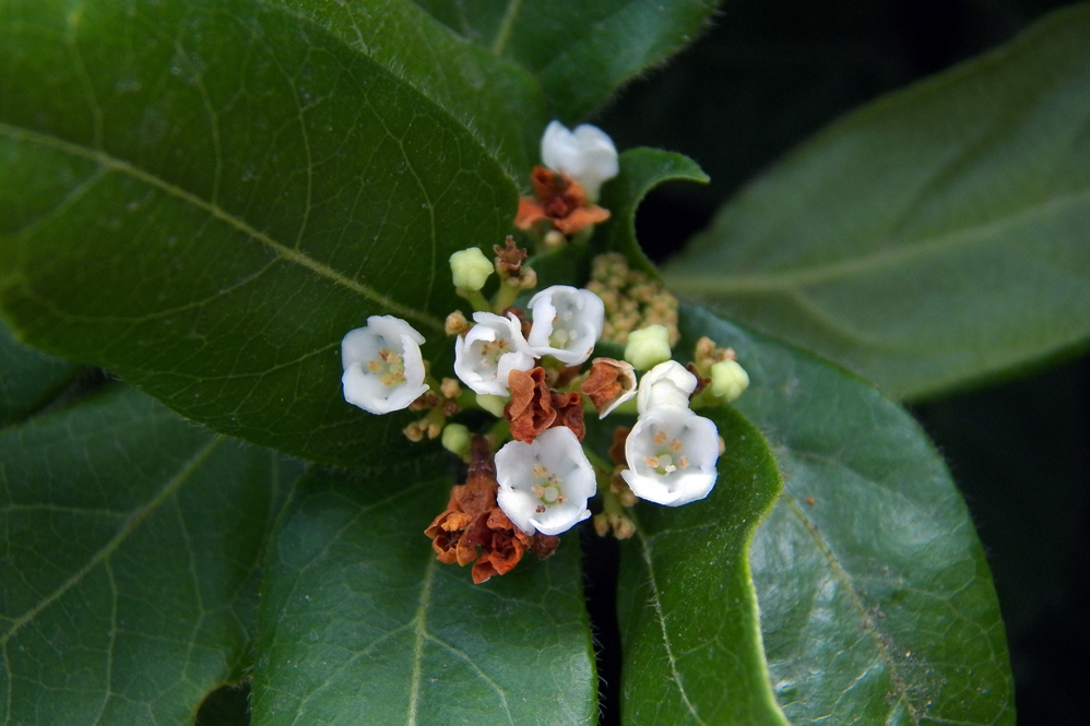 Image of Viburnum tinus specimen.