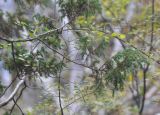 Juniperus squamata. Ветвь вегетирующего растения. Китай, Юньнань, национальный парк Пудацо (Potatso National Park), 22 км от г. Шангри-Ла, берег оз. Битахай (Бита), ≈ 3500 м н.у.м. 29 октября 2016 г.