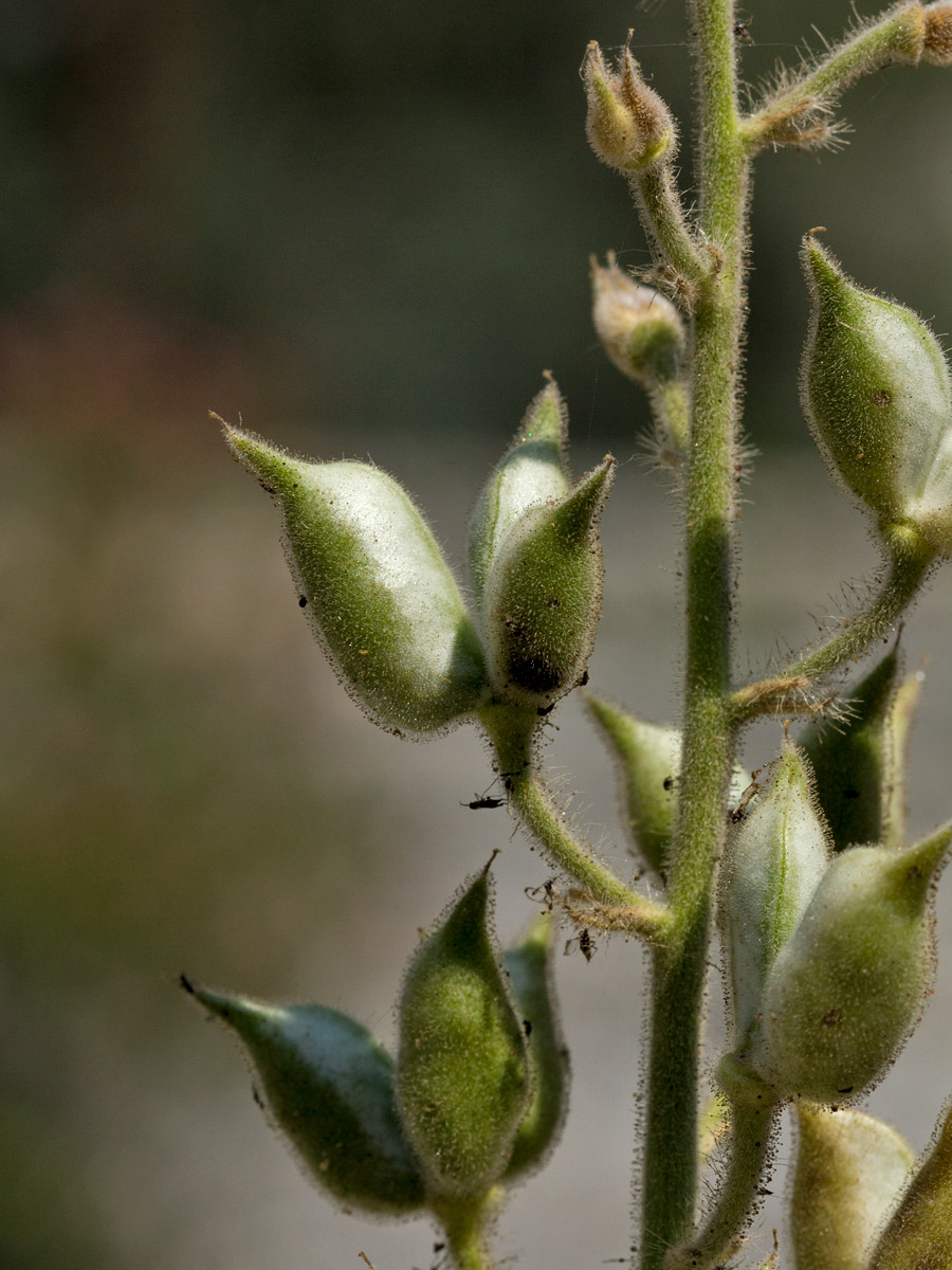 Изображение особи Staphisagria macrosperma.