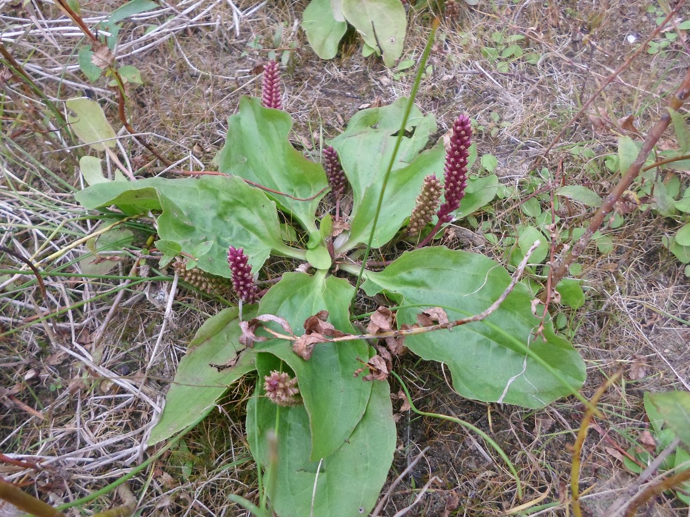 Изображение особи Plantago uliginosa.