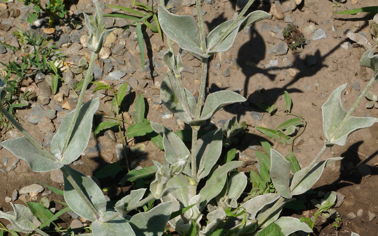 Image of Lychnis coronaria specimen.