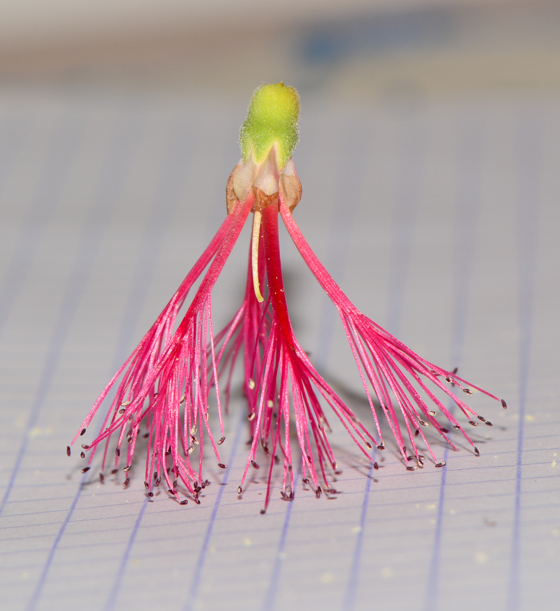 Image of Melaleuca elliptica specimen.