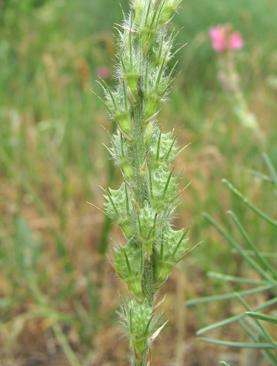 Image of Onobrychis dielsii specimen.