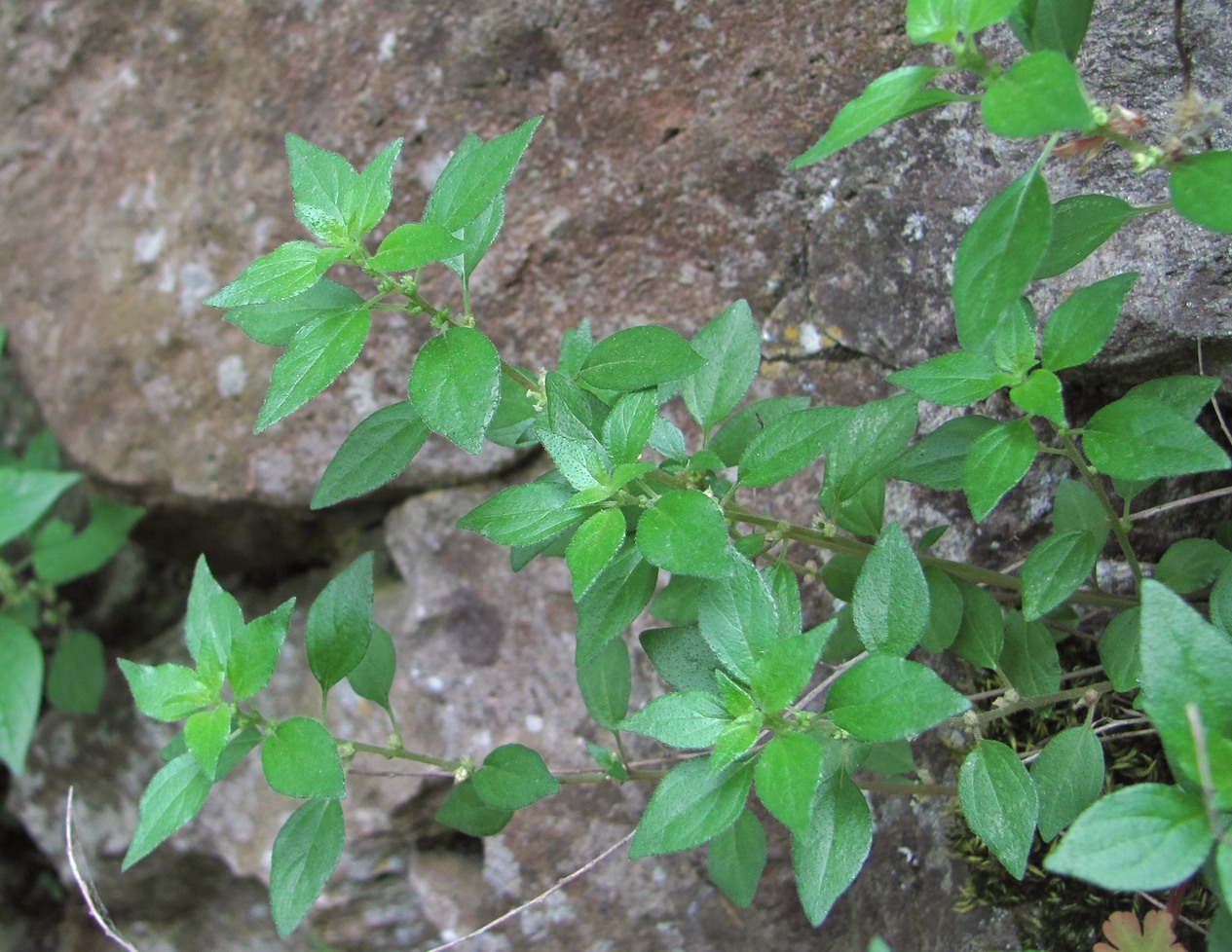 Image of Parietaria chersonensis specimen.