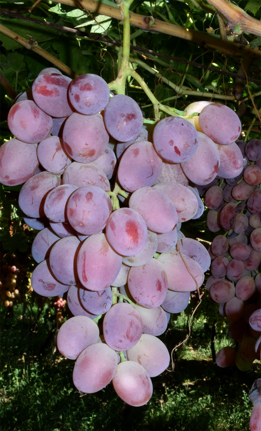 Image of Vitis vinifera specimen.