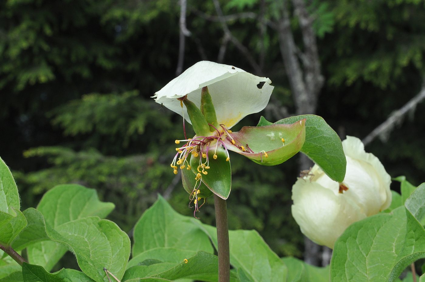 Изображение особи Paeonia macrophylla.