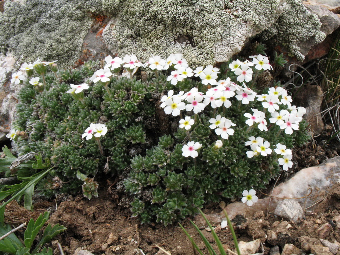 Image of Androsace sericea specimen.