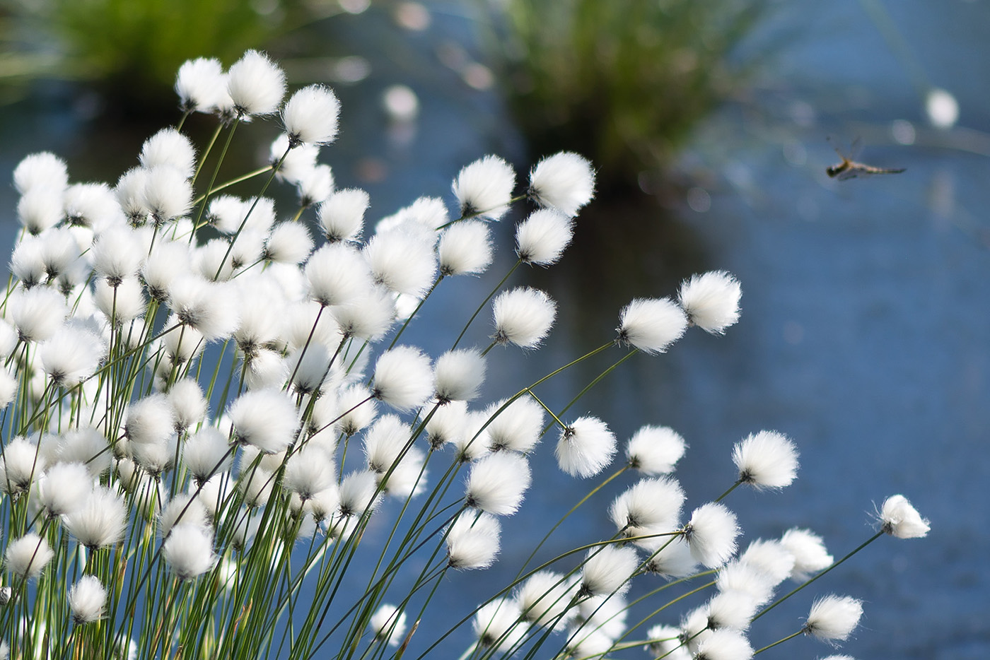 Изображение особи Eriophorum vaginatum.