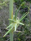 Bobartia longicyma