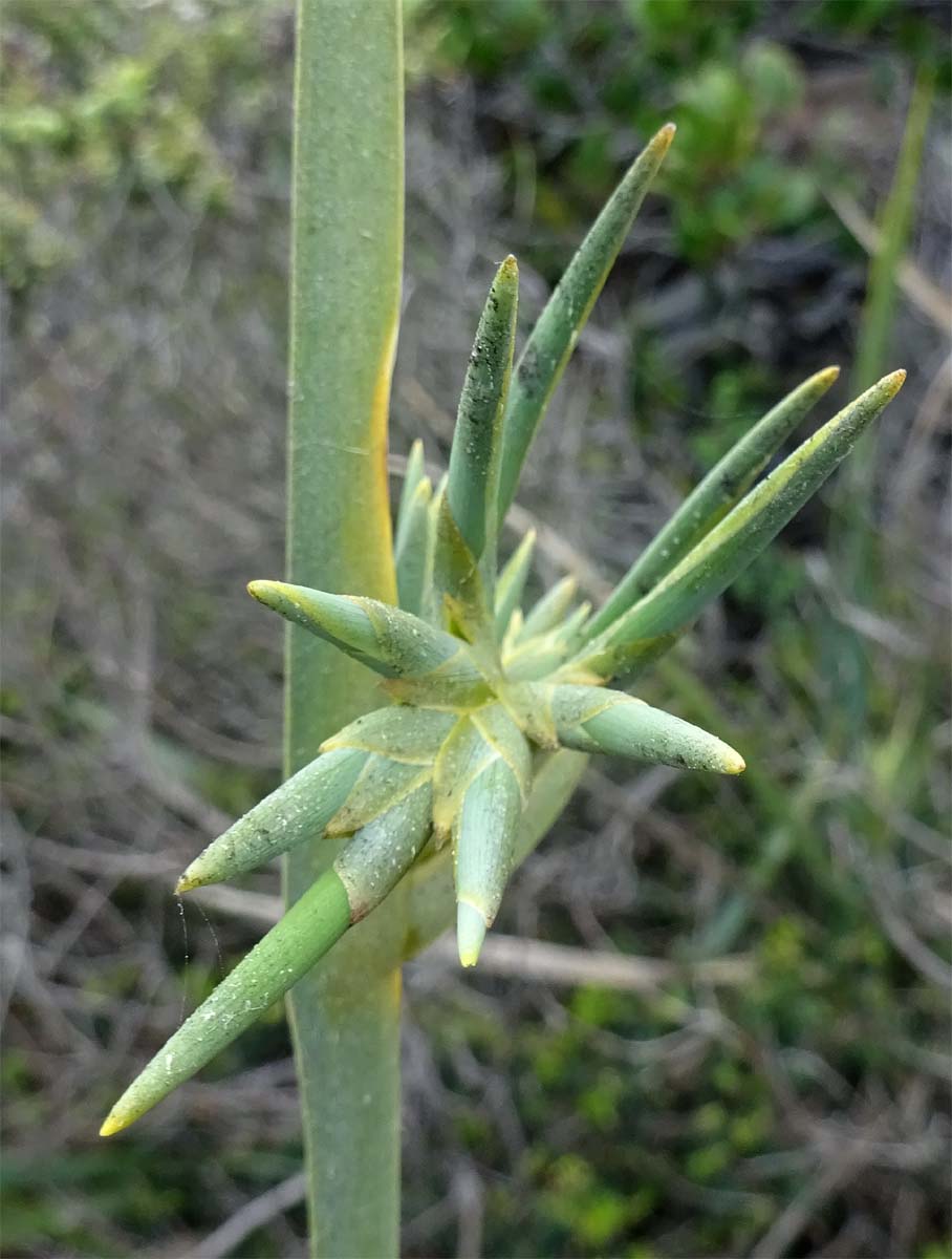 Изображение особи Bobartia longicyma.