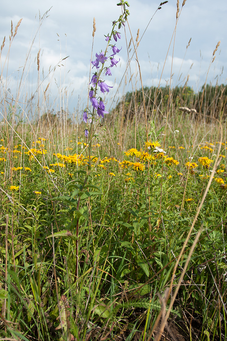 Image of Campanula rapunculoides specimen.