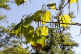 Catalpa bignonioides. Верхушка ветви плодоносящего дерева. Крым, г. Севастополь, в озеленении. 24.09.2018.