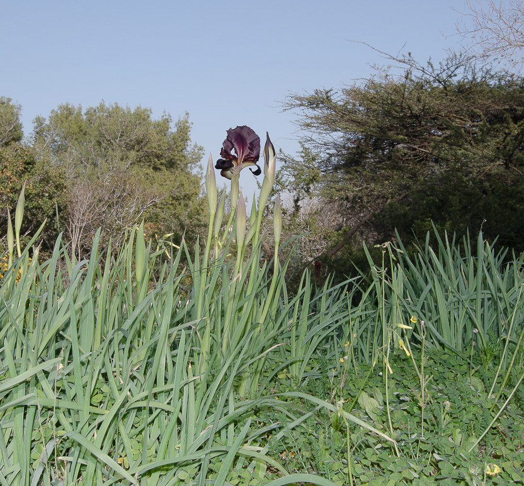 Image of Iris atropurpurea specimen.