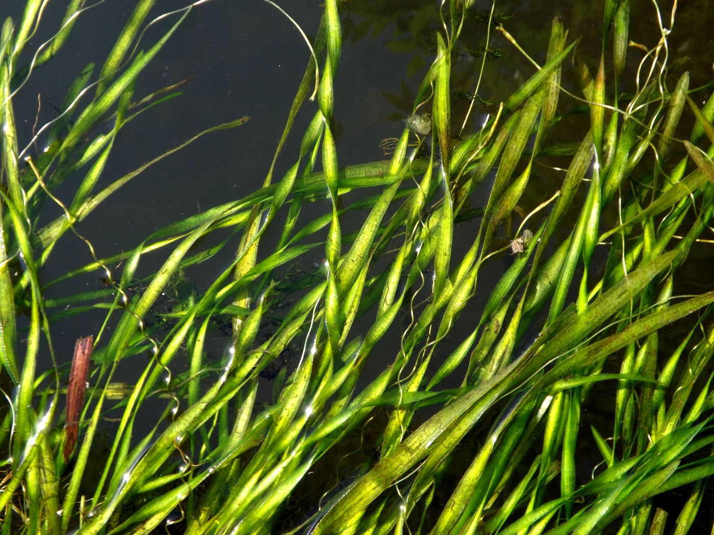 Изображение особи Vallisneria spiralis.