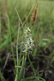 Carex nigra