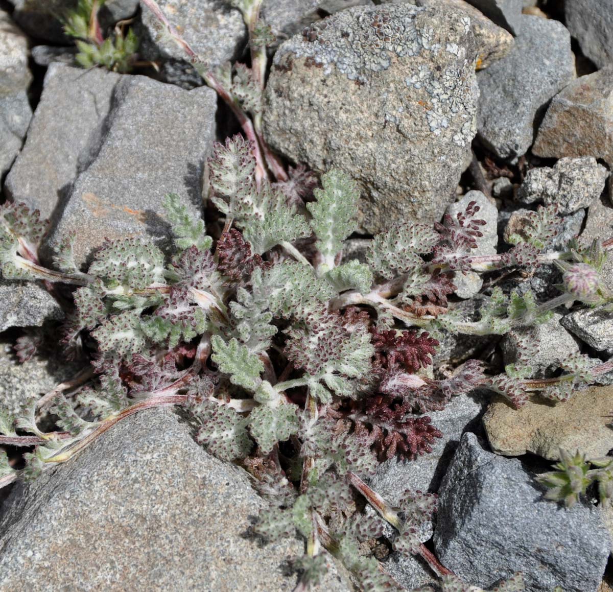 Image of Anthemis plutonia specimen.