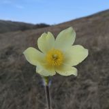 Pulsatilla orientali-sibirica