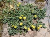 Potentilla orientalis