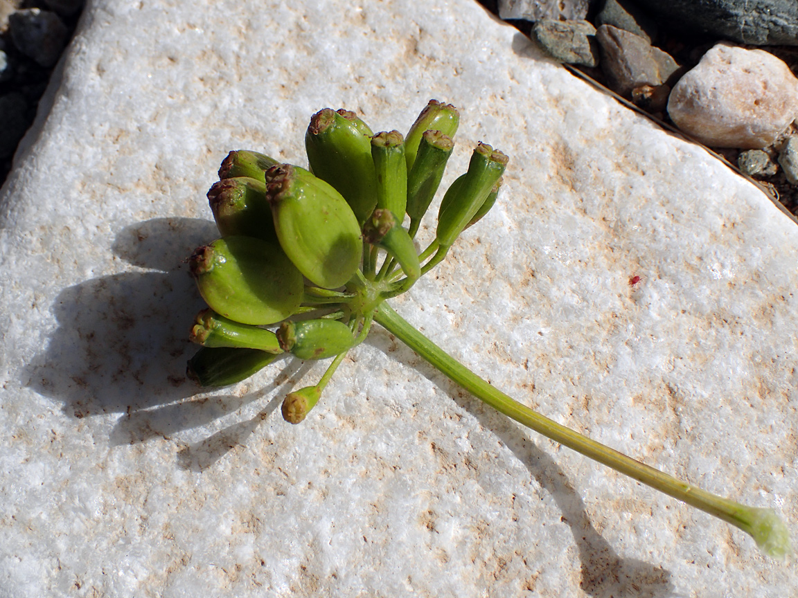 Image of Ferula communis specimen.