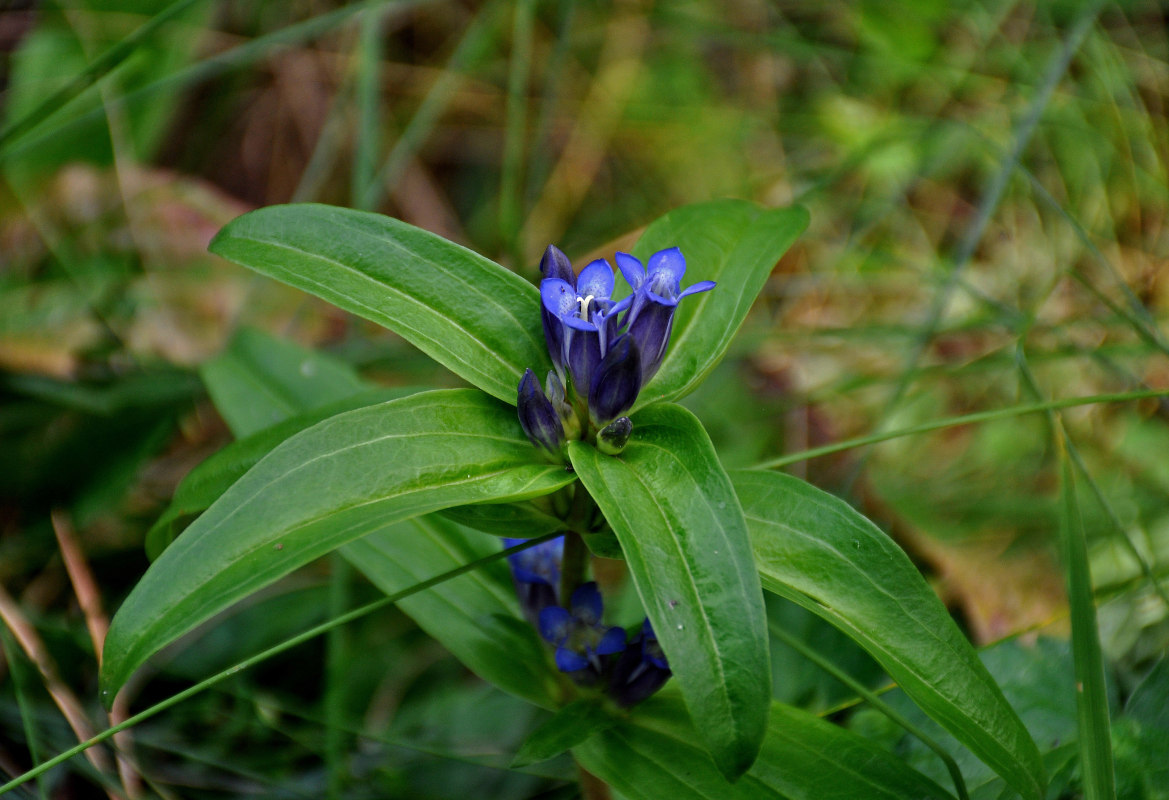 Image of Gentiana cruciata specimen.