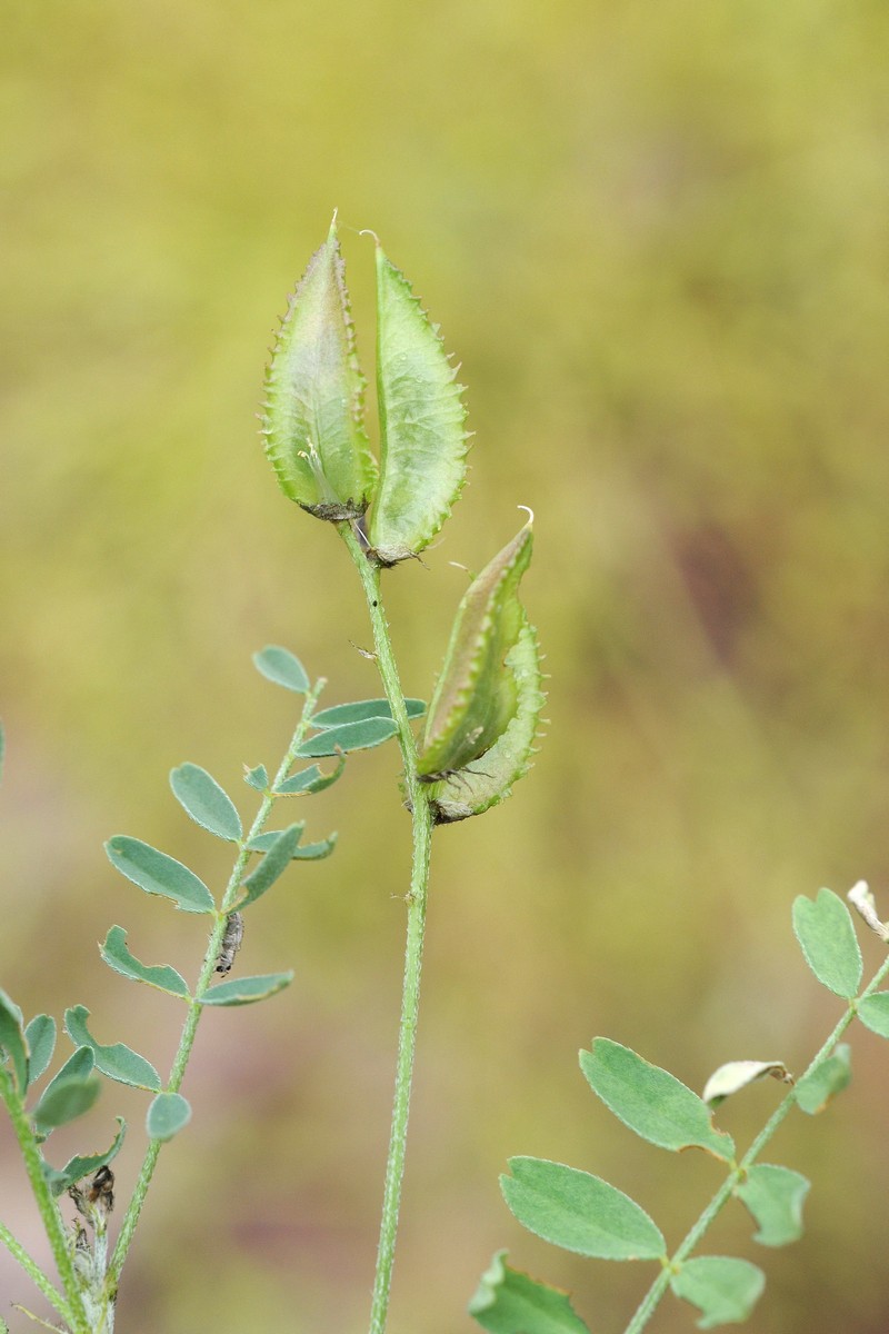 Изображение особи Astragalus vicarius.