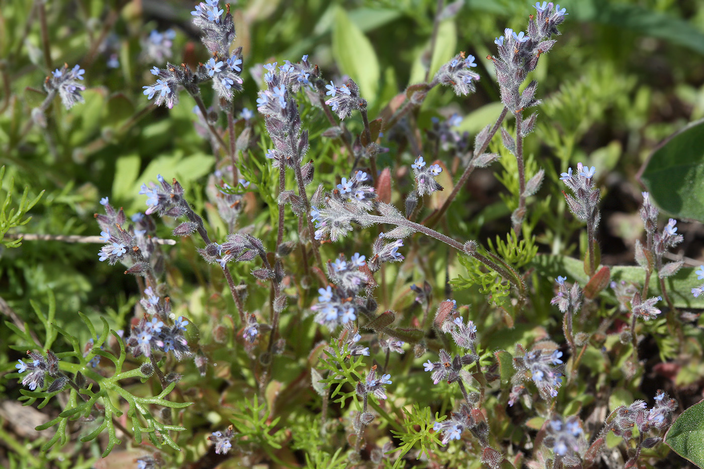 Изображение особи Myosotis micrantha.