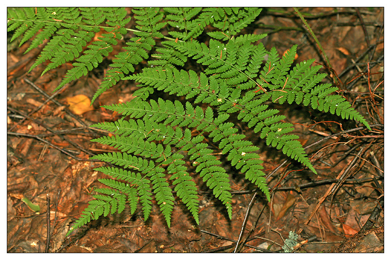 Изображение особи Dryopteris expansa.