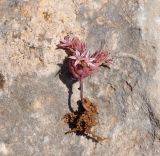 Sedum eriocarpum ssp. porphyreum
