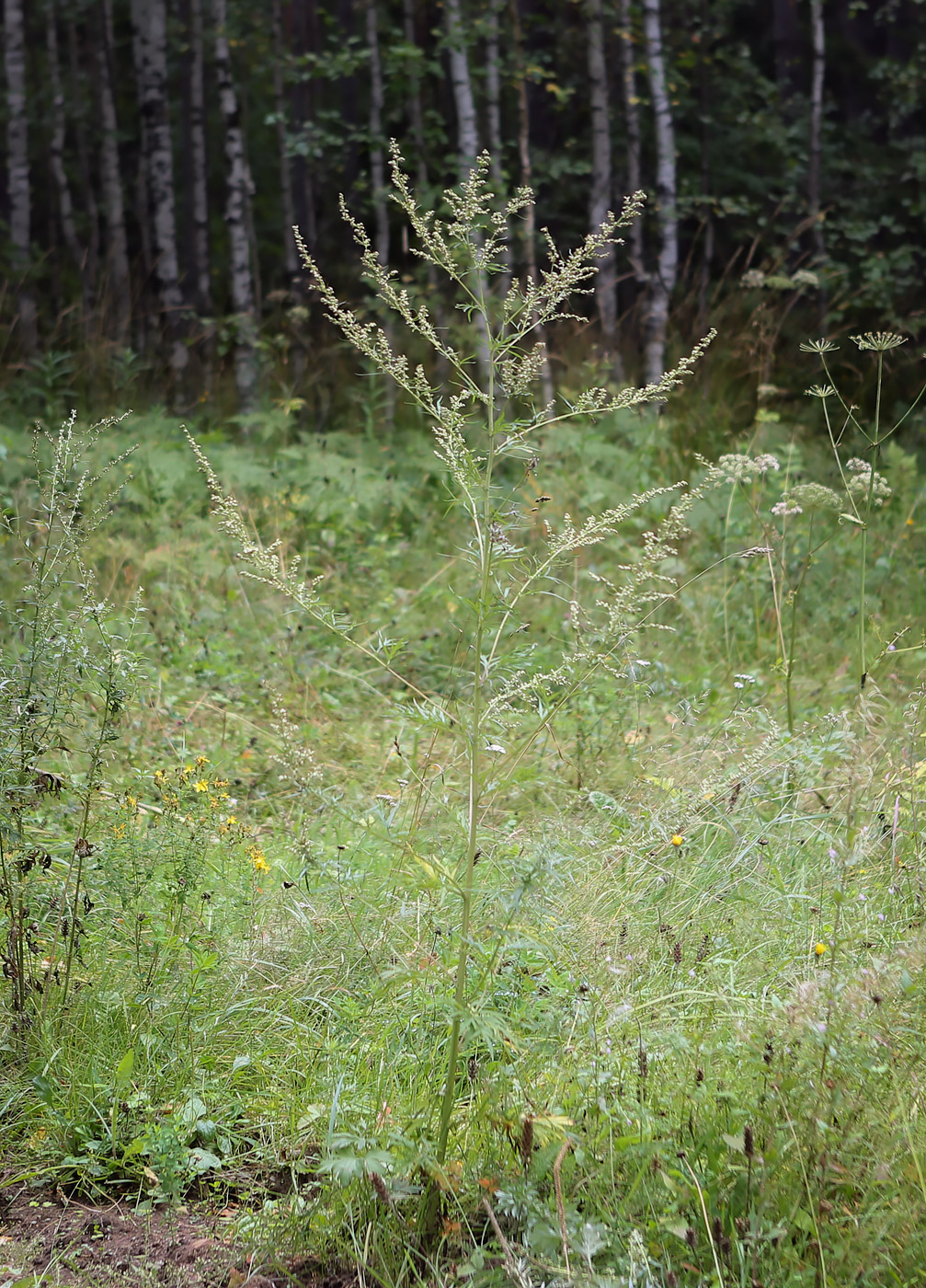 Изображение особи Artemisia vulgaris.